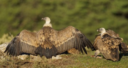 Griffon vulture (Gyps fulvus), wing drying, Pyrenees, Catalonia, Spain, Europe