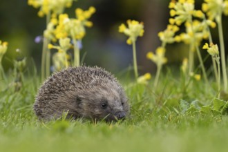 European hedgehog (Erinaceus europaeus) adult animal on an urban garden grass lawn in the spring