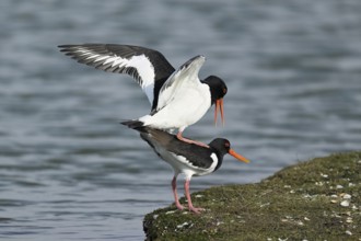 Oystercatcher (Haematopus ostralegus), mating, Texel, West Frisian Islands, province of North