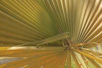Chameleon (Chamaeleoninae), Djerba, Tunisia, Africa