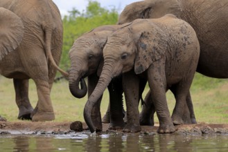 African elephant (Loxodonta africana), two young animals, at the water, drinking, Kruger National