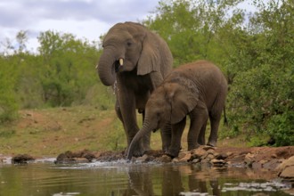 African elephant (Loxodonta africana), adult, male, bull, young animal, young bull with young