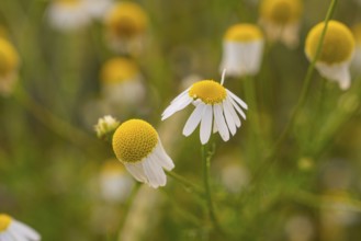 Detailed view of camomile flowers in a natural environment