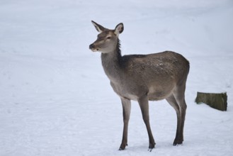Red deer (Cervus elaphus) hind in a forest in winter, snow, Bavaria, Germany, Europe