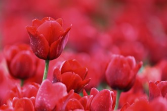 Red tulip flowers (Tulipa), Texel, North Holland, Netherlands
