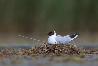Black-headed gull (Larus ridibundus), breeding at the nest, Hides de El Taray / Floating Hid,