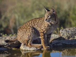 Iberian lynx (Lynx pardinus), drinking water at the waterhole, Hides De Calera / Lynx Hide, Calera