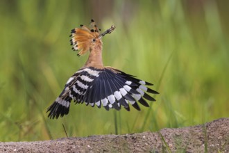 Hoopoe (Upupa epops) Bird of the Year 2022, male with beetle larva as prey, foraging, canopy