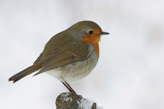 Robin, (Erithacus rubecula), snow, foraging in winter, Battenberg, Tiszaalpár, Kiskunsági National