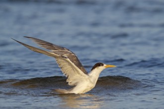 Common Tern, flight photo, (Thalasseus bergii), swimming in water, East Khawr / Khawr Ad Dahariz,