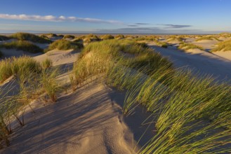 Amrum Island, landscape Germany, dune, dunes, grass, structure, form, vegetation, Amrum, Amrum