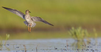 Ruff (Philomachus pugnax), female in flight, Narew, Bialystok, Podlasie, Poland, Europe