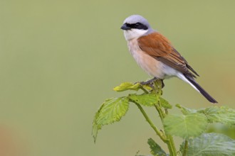 Red-backed shrike, red-backed shrike, thorn-backed shrike, family of shrikes, (Lanius collurio),