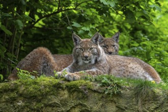 Two Eurasian lynxes (Lynx lynx) resting on riverbank, river bank in forest