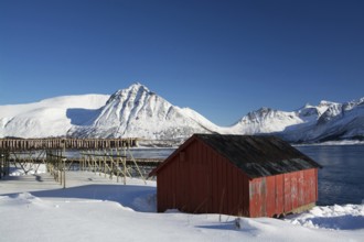 On the beach of Barstrand on the island of Gimsoymyrene, Lofoten, in Norway in winter, Norway,