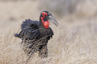 Southern ground hornbill (Bucorvus leadbeateri), adult bird, female, walking in tall dry grass,