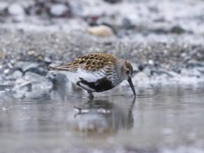 Dunlin (Calidris alpina) adult searching for food in a rock pool, at low tide, at midnight, May,