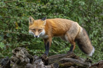 Foraging red fox (Vulpes vulpes) looking from tree stump at edge of forest