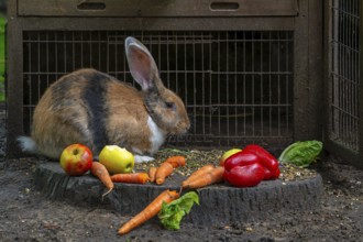 Continental giant, German giant, Flemish giant, very large breed of domestic rabbit eating carrots,