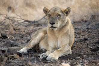 Lion (Panthera leo), adult female, lying down, African savannah, Kruger National Park, South