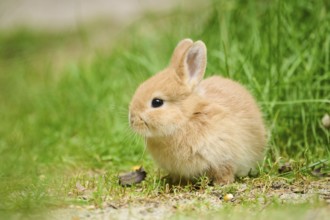 Domesticated rabbit (Oryctolagus cuniculus domesticus) cub on a meadow, Franconia, Bavaria,