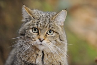 Portrait of a European wildcat (Felis silvestris silvestris) in autumn in the bavarian forest