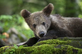 European brown bear (Ursus arctos arctos) in the forest, young, Notranjska region, Slovenia, Europe