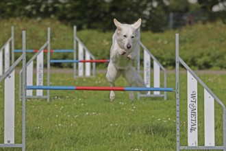 White Swiss Shepherd, Agility