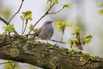 Dunnock (Prunella modularis), Germany, Europe