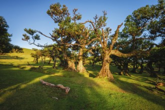 Centuries-old til trees in fantastic magical idyllic Fanal Laurisilva forest on sunset. Madeira
