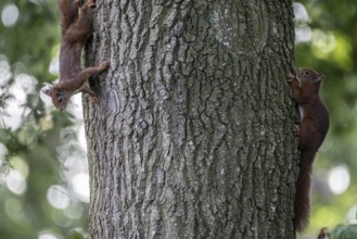Eurasian red squirrel (Sciurus vulgaris), two animals on an oak tree, Emsland, Lower Saxony,