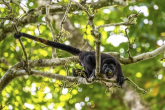 Mantled howler (Alouatta palliata) eating buds in a tree, Cahuita National Park, Costa Rica,