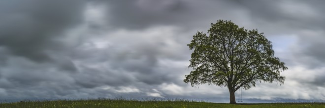 Maple tree (Acer pseudoplataus) near Kornhofen, Allgäu Alpine foothills, Allgäu, Bavaria, Germany,