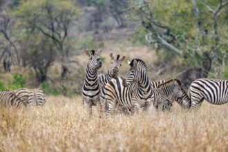 Plains zebras (Equus quagga), group in tall grass, Kruger National Park, South Africa, Africa