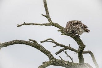 Little owl (Athene noctua), Emsland, Lower Saxony, Germany, Europe