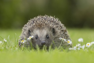 European hedgehog (Erinaceus europaeus) adult animal on a garden grass lawn with flowering daisy