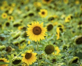 Nature, Plant, Blue, Sunflower, Summer, yellow