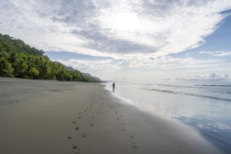 Young man walking along a sandy beach, tropical rainforest on the Pacific coast, Corcovado National