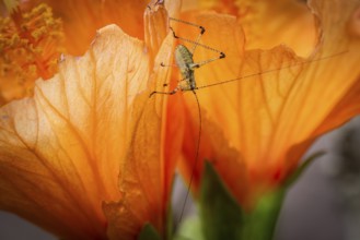 Grasshopper on hibiscus or marshmallow flower (Hibiscus), Baden-Württemberg, Germany, Europe