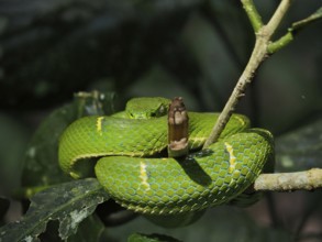 Bothriechis lateralis (Bothriechis lateralis) curled up on a branch in the jungle. Monteverde Cloud