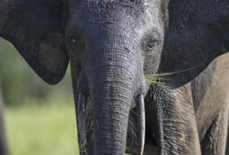 African forest elephant (Loxodonta cyclotis) in Loango National Park, Parc National de Loango,