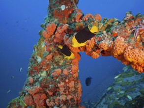 Bright orange corals, orange cup coral (Tubastraea coccinea), with tropical fish, tricolour