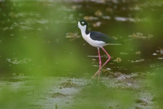 Black-necked Stilt (Himantopus mexicanus), Wakodahatchee Wetlands, Delray Beach, Florida, USA,