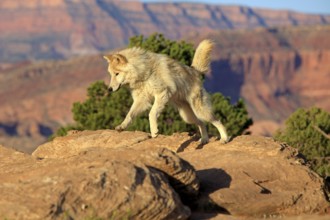 Wolf, (Canis lupus), adult, jumping, rock, stone, Monument Valley, Utah, USA, North America