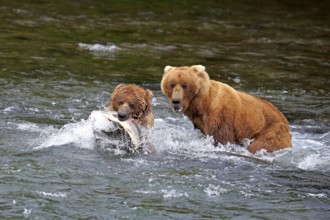 Grizzly bear (Ursus arctos horribilis), adult, two animals, in water, in summer, with salmon, with