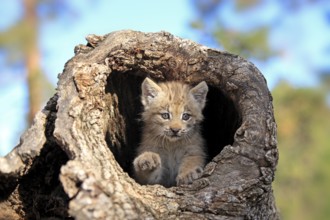 Canada lynx (Lynx canadensis), young, den, tree, eight weeks old, Montana, USA, North America