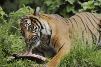 Sumatran tiger (Panthera tigris sumatrae), feeding, captive, occurring on Sumatra, Indonesia, Asia
