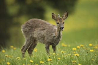 European roe deer (Capreolus capreolus) fawn with a short basal spike in common dandelion