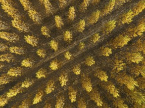 European Aspen (Populus tremula) in autumnal colours. Cultivated for timber. Aerial view. Drone
