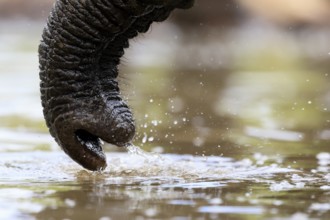 African elephant (Loxodonta africana), adult, Rüssell, drinking, at the water, detail, Kruger